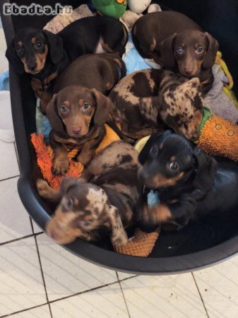 10 hetes törpe tacskók