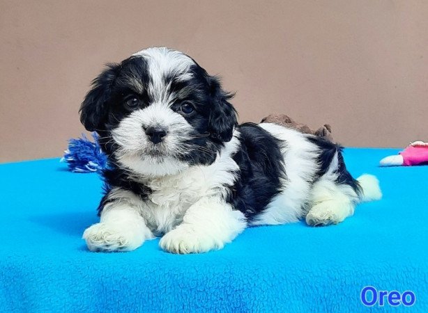 Bichon Havanese