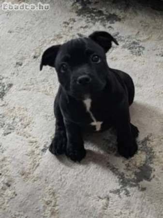 Staffordshire bullterrier kiskutyák
