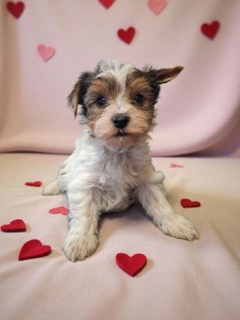 Yorkshire Terrier (Yorki)