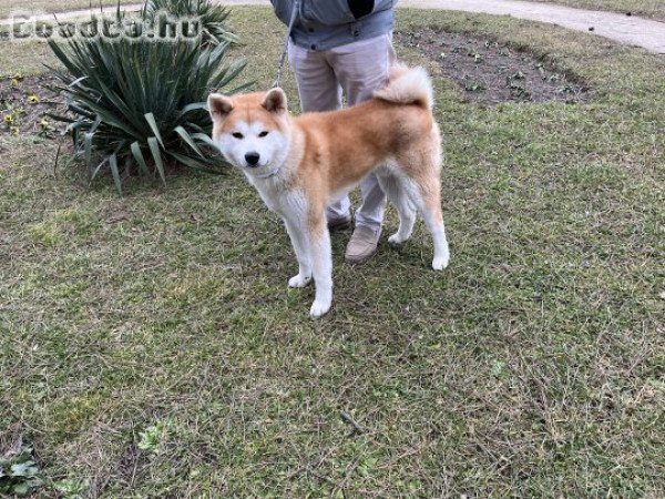 Akita inu fajtiszta kan kutya eladó