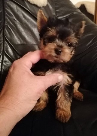 yorkshire terrier , yorky