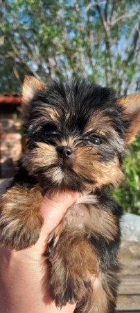 Yorkshire terrier