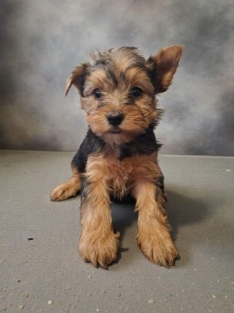 Yorkshire Terrier (Yorki)