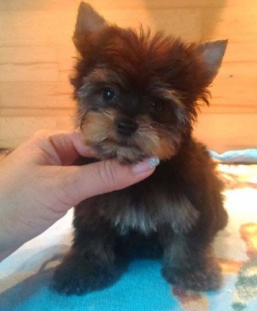 yorkshire terrier , yorky