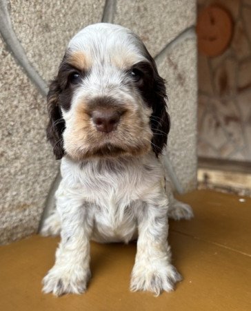 Angol cocker spániel