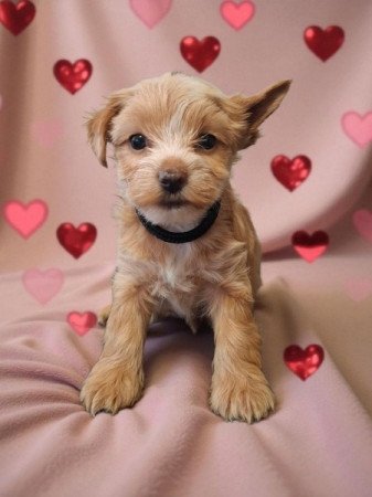 Yorkshire Terrier (Yorki)