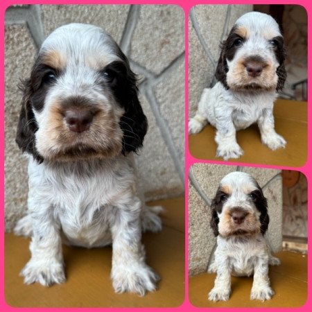 Angol cocker spániel