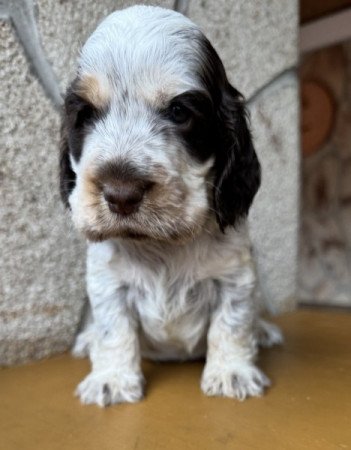 Angol cocker spániel