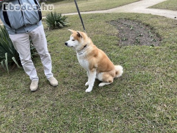 Akita inu fajtiszta kan kutya eladó