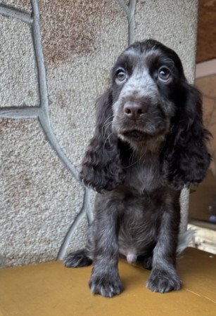 Angol cocker spániel