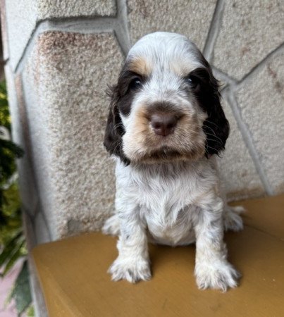 Angol cocker spániel