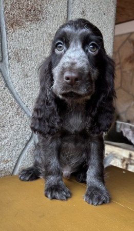 Angol cocker spániel