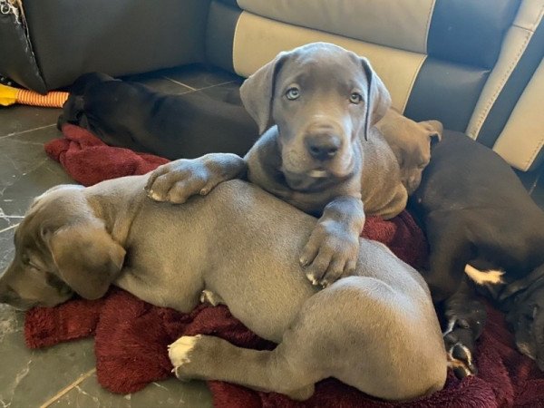 Német dog kölykök