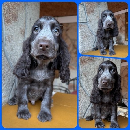 Angol cocker spániel