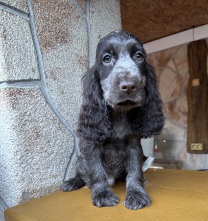 Angol cocker spániel