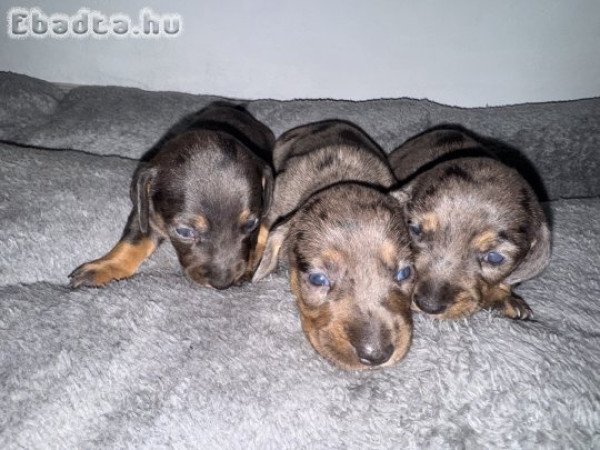 Hárlekin törpe tacskók