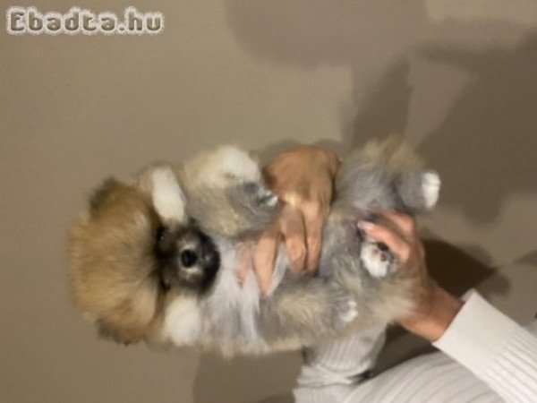 Pomeraniatörpe Spitz