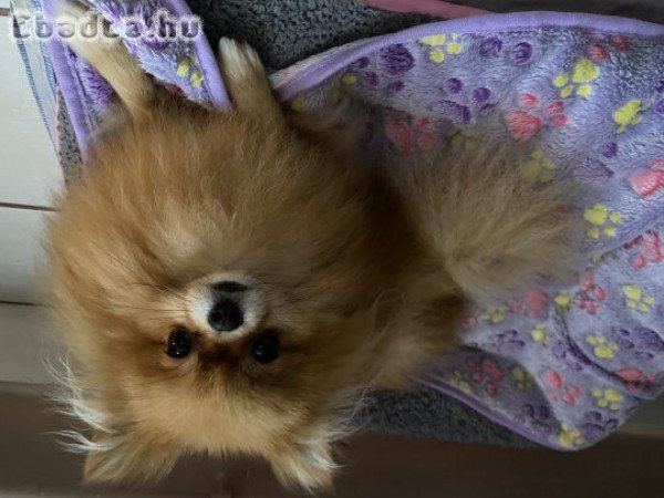 Pomeraniatörpe Spitz