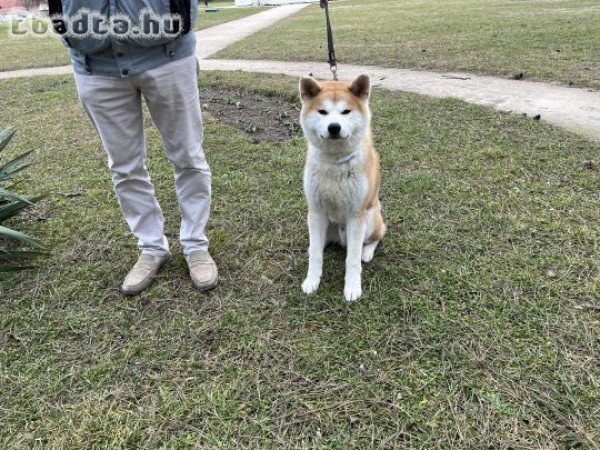 Akita inu fajtiszta kan kutya eladó