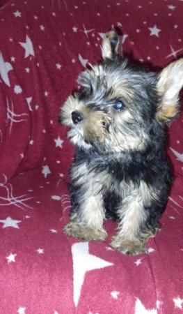 Yorkshire terrier