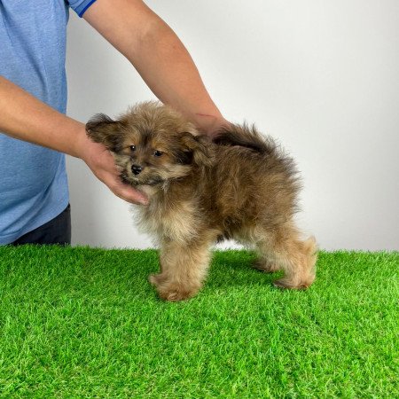 Törzskönyves Pomapoo kiskutya