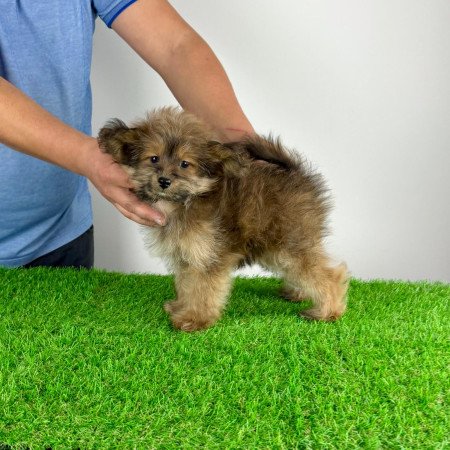 Törzskönyves Pomapoo kiskutya