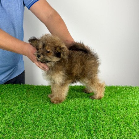 Törzskönyves Pomapoo kiskutya