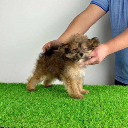 Törzskönyves Pomapoo kiskutya