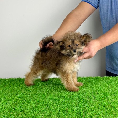 Törzskönyves Pomapoo kiskutya