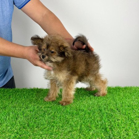 Törzskönyves Pomapoo kiskutya