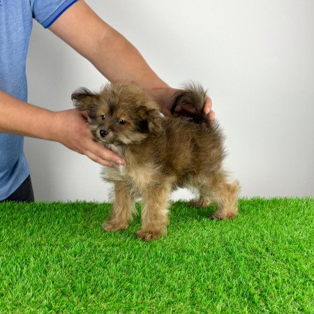 Törzskönyves Pomapoo kiskutya