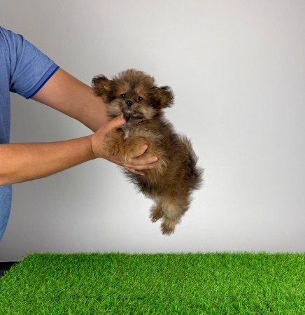 Törzskönyves Pomapoo kiskutya