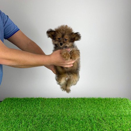 Törzskönyves Pomapoo kiskutya