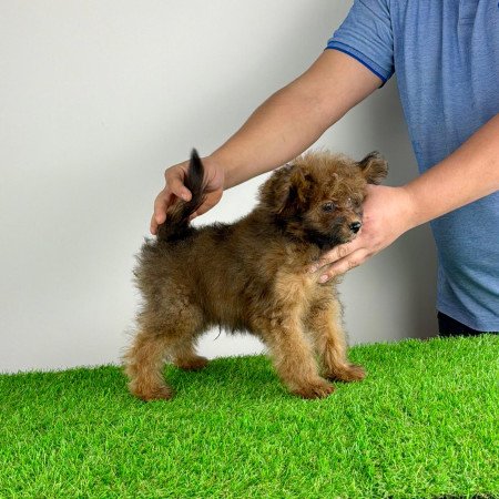 Törzskönyves Pomapoo kiskutya