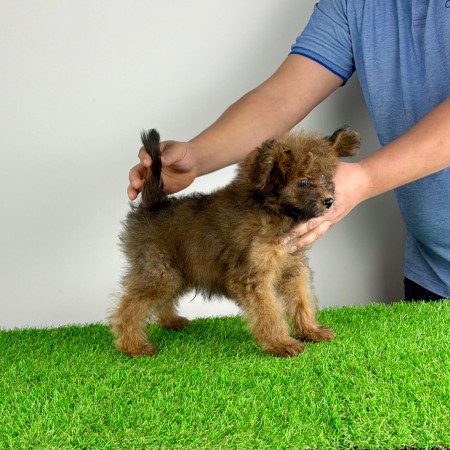 Törzskönyves Pomapoo kiskutya