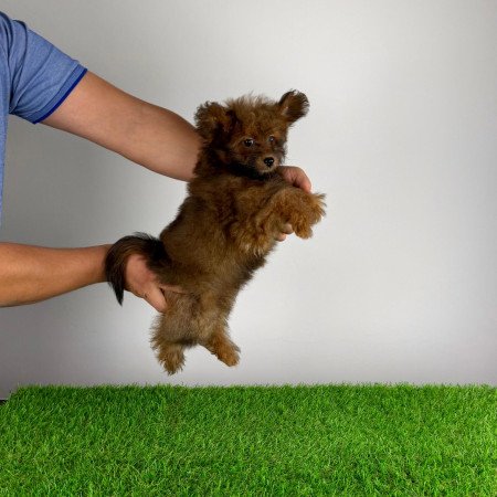 Törzskönyves Pomapoo kiskutya