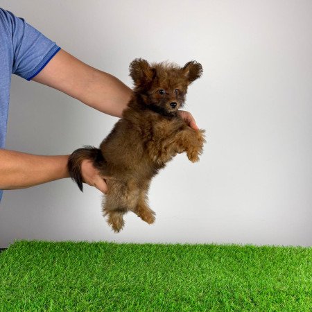 Törzskönyves Pomapoo kiskutya