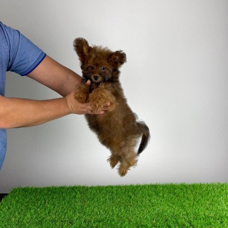 Törzskönyves Pomapoo kiskutya