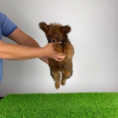 Törzskönyves Pomapoo kiskutya