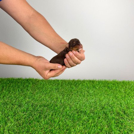 Törzskönyves Yorkshire terrier csoki Yorki choco Yorki kiskutya