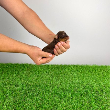 Törzskönyves Yorkshire terrier csoki Yorki choco Yorki kiskutya