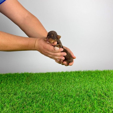 Törzskönyves Yorkshire terrier csoki Yorki choco Yorki kiskutya