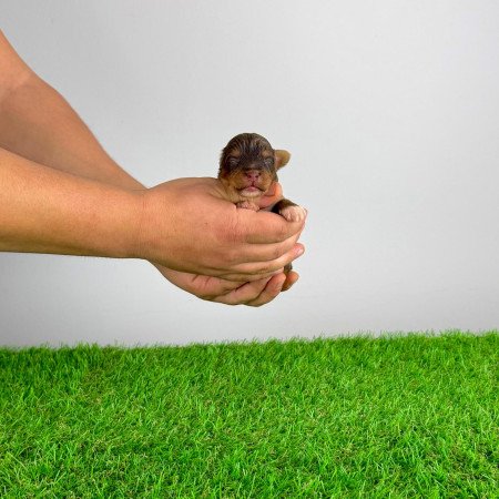 Törzskönyves Yorkshire terrier csoki Yorki choco Yorki kiskutya