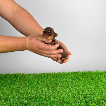 Törzskönyves Yorkshire terrier csoki Yorki choco Yorki kiskutya