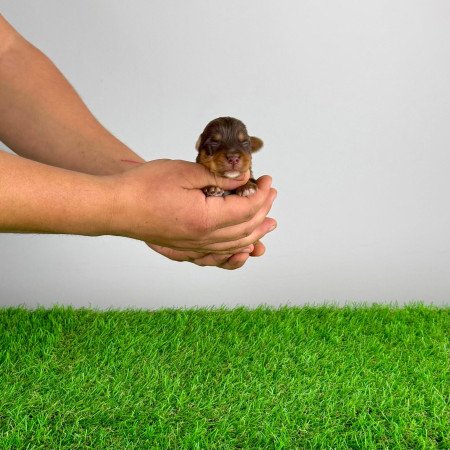 Törzskönyves Yorkshire terrier csoki Yorki choco Yorki kiskutya