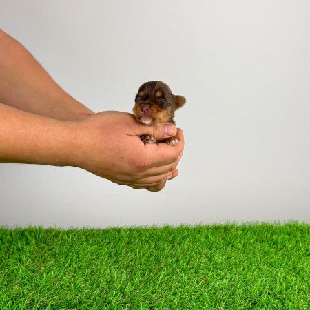 Törzskönyves Yorkshire terrier csoki Yorki choco Yorki kiskutya