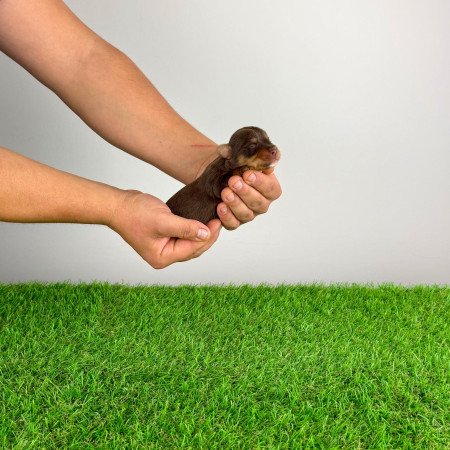 Törzskönyves Yorkshire terrier csoki Yorki choco Yorki kiskutya