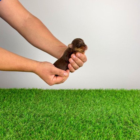 Törzskönyves Yorkshire terrier csoki Yorki choco Yorki kiskutya