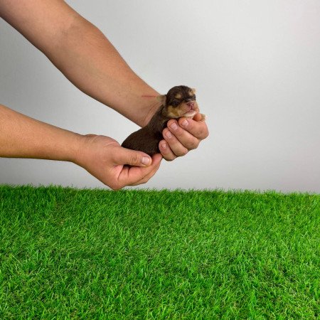 Törzskönyves Yorkshire terrier csoki Yorki choco Yorki kiskutya